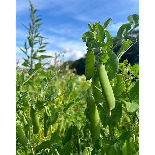 Natoora Fresh Peas