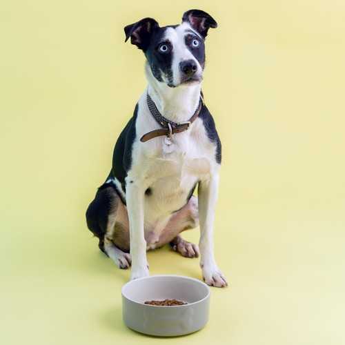 Mason Cash Colour Mix Grey Dog Bowl 20cm
