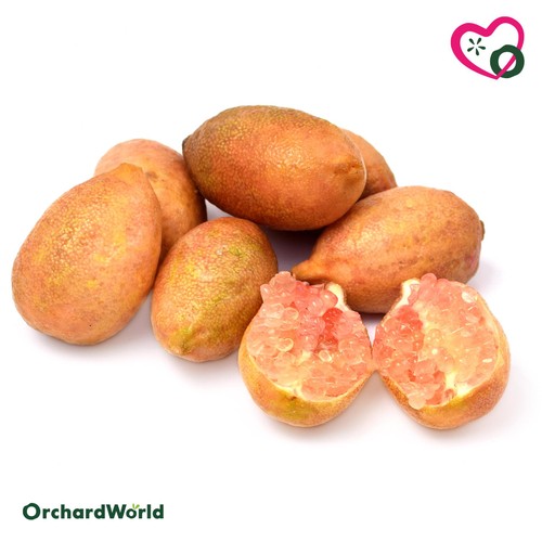 OrchardWorld Finger Limes