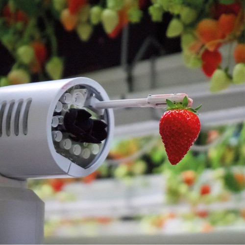 Dyson Farming British Strawberries