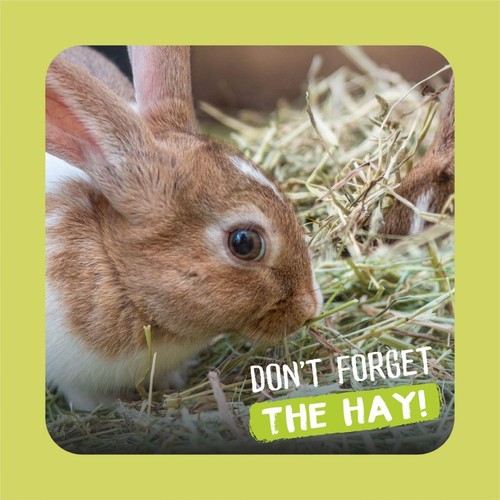 Burgess Excel Feeding Hay Dried Fresh Grass