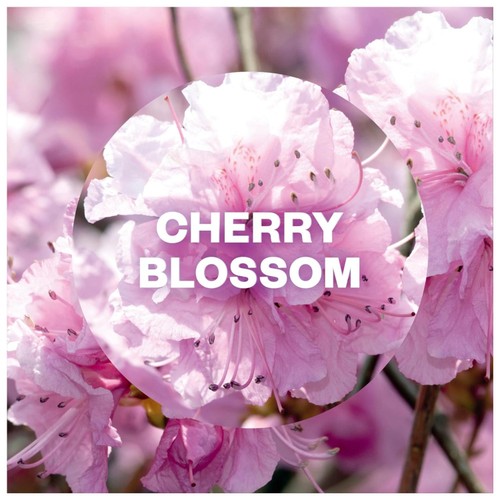 Airwick Pure Cherry Blossom Freshmatic Single Refill