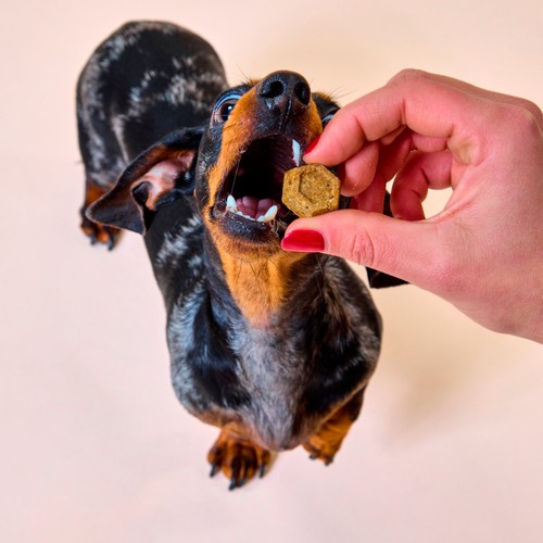 Marleybones Gut Supplement Chew