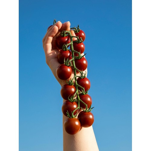 Isle of Wight Tomatoes Growers Discovery