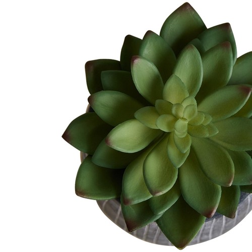 M&S Succulent in Ridged Cement Pot, Green