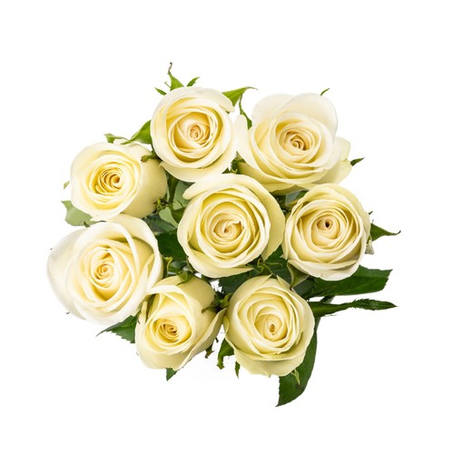 White Roses
