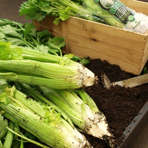 Fenland Celery