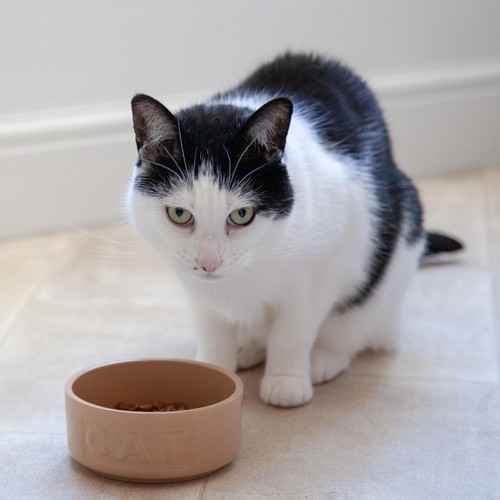 Mason Cash Cane Lettered Cat Bowl 13cm