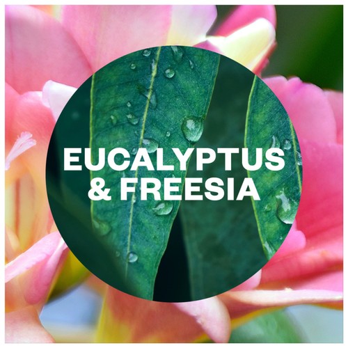 Airwick Aerosol-Free Automatic Air Freshener Refill Eucalyptus