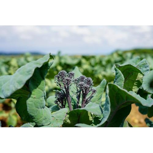 Tenderstem Purple