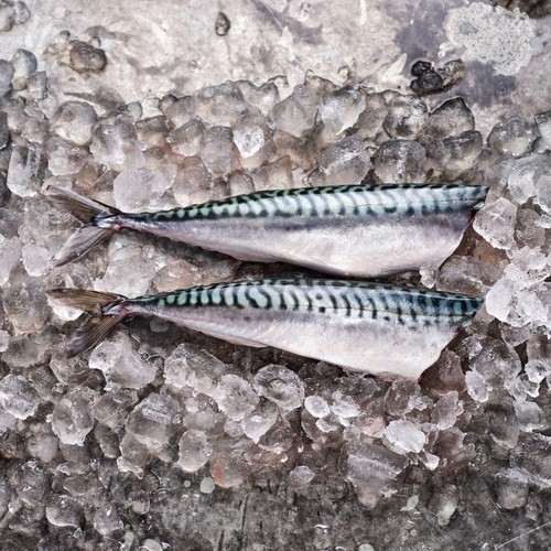 HLS Headed and Gutted Mackerel