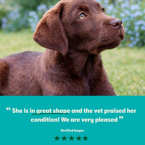 Harringtons Puppy Grain Free with Superfoods Dry Dog Food Chicken
