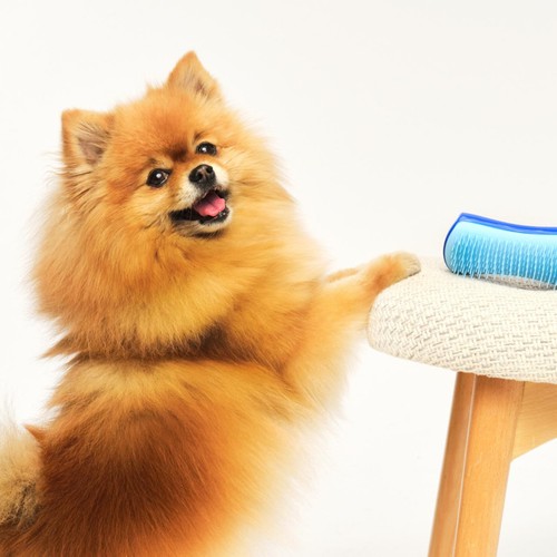 Pet Teezer De-shedding Dog Grooming Brush Small - Blue / Blue