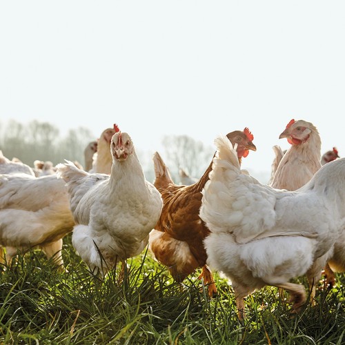 Daylesford Organic Free Range Medium Eggs
