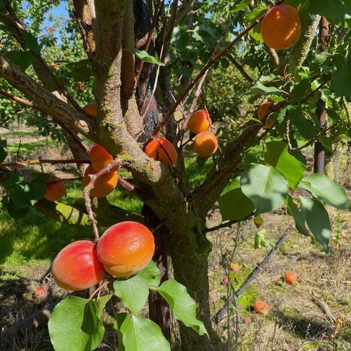 Natoora Fresh Apricots
