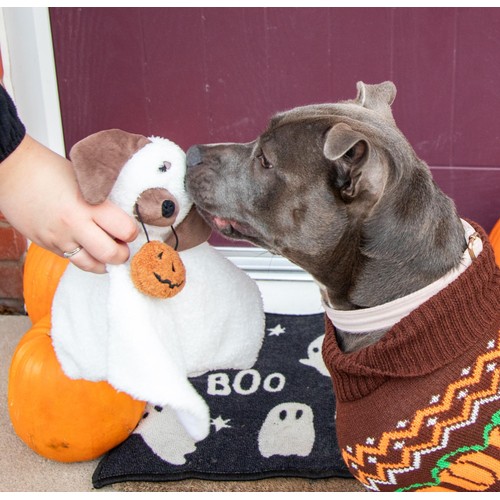 Rosewood Dewey Dog