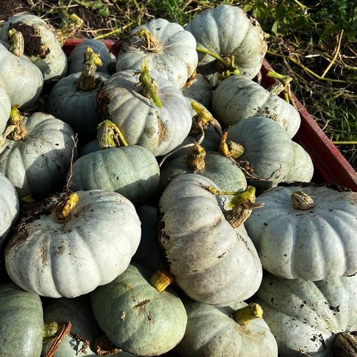 Natoora Organic British Crown Prince Pumpkin