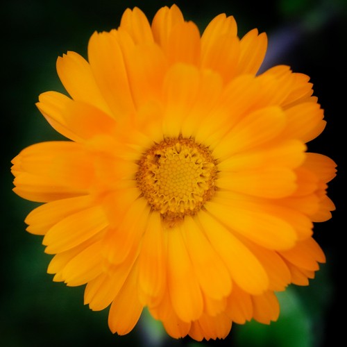 Weleda Calendula Cuts & Grazes Spray, Vegan