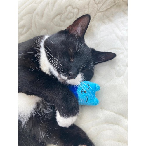 Battersea Catnip Cats
