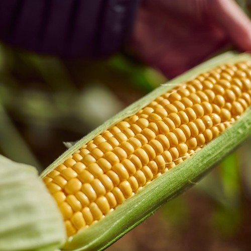 Ocado Corn on the Cob