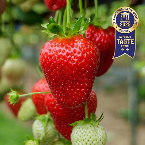 BerryWorld British Strawberries 