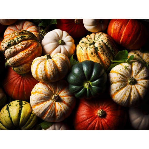 M&S Edible Squash (Variable)