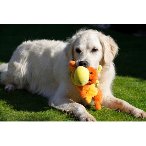 Petface Buddies Caterpillar Dog Toy
