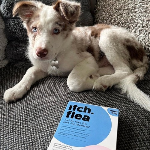 Itch Flea & Tick Treatment for Small Dogs (2-10kg)