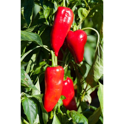 The Greek Kitchen Flame Roasted Red Peppers