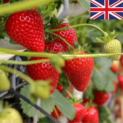 Berryworld British Strawberries XL