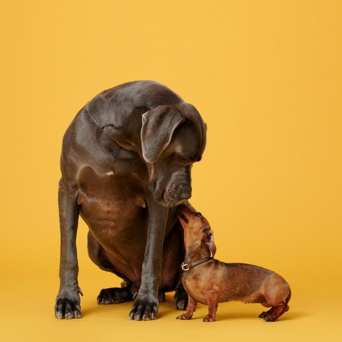 Marleybones Wet Dog Food - Chicken & Superfoods