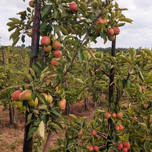Natoora Seasonally Selected British Apples