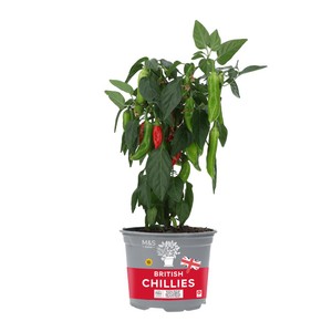 Potted Chillies
