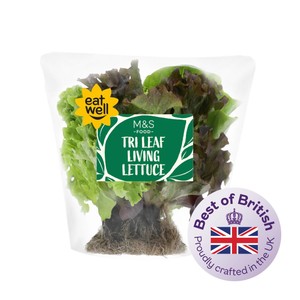 M&S Tri Leaf Living Lettuce