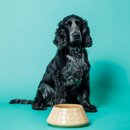 Mason Cash Lettered Dog Non Tip Bowl 21cm