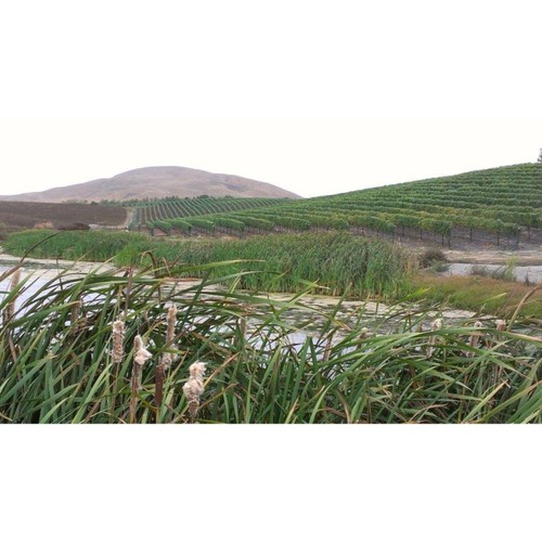 Bread & Butter Chardonnay