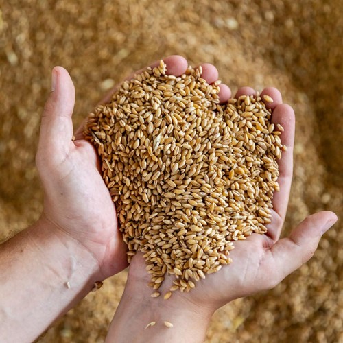 Mancini Pasta Mezze Maniche