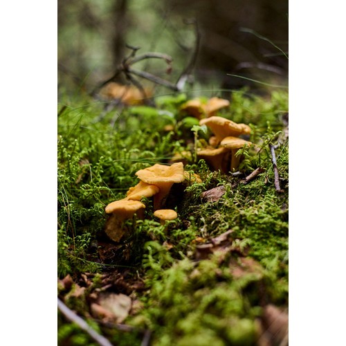 Natoora Wild Girolles Mushrooms