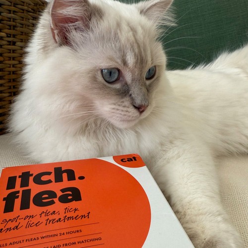 Itch Flea Cat Spot-On Flea & Tick treatment (1kg+)