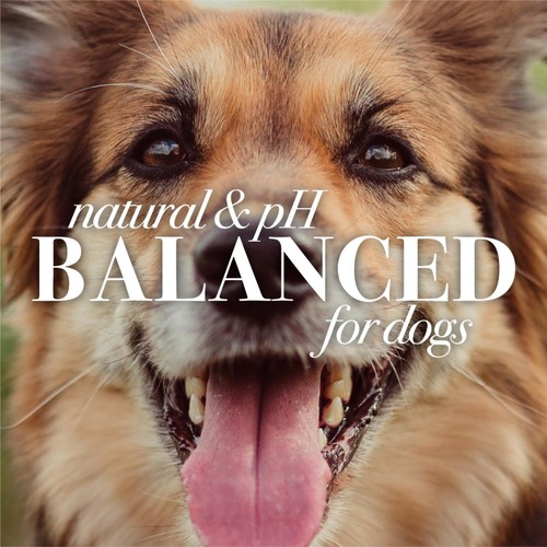 Burt's Bees Oatmeal Dog Conditioner for Dogs