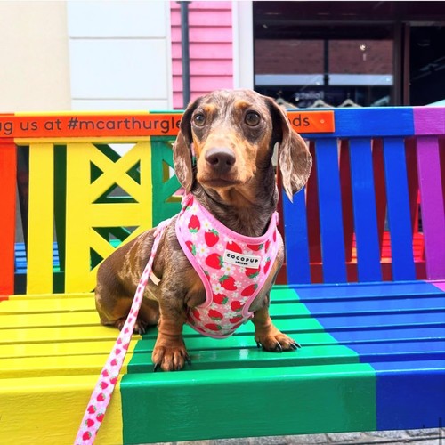 Cocopup London Pupberry Fields Harness Large