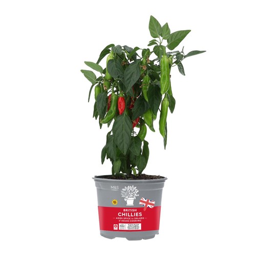 M&S Potted Chillies