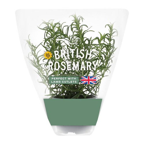 M&S Rosemary Pot