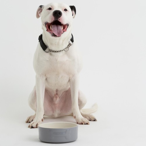 Mason Cash Colour Mix Grey Dog Bowl 20cm