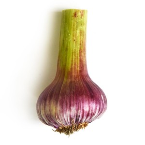 Natoora Purple Garlic