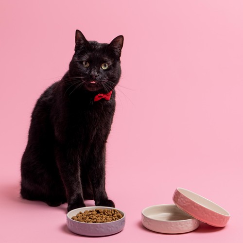 Mason Cash Colour Mix Cream Cat Saucer 13cm