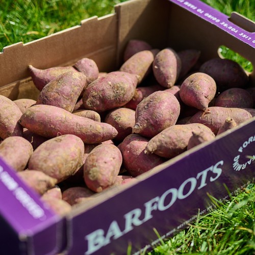 Barfoots Farming Forever White Flesh Sweet Potatoes   