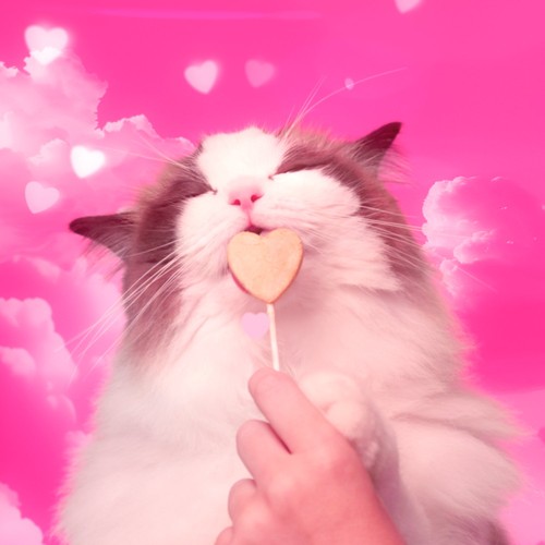 BONKERS Purrpops Freeze Dried Tuna Flavoured Lollipop Cat Treats