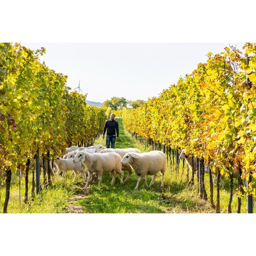 Terra Organica Parcel Series No. 2 Gruner Veltliner