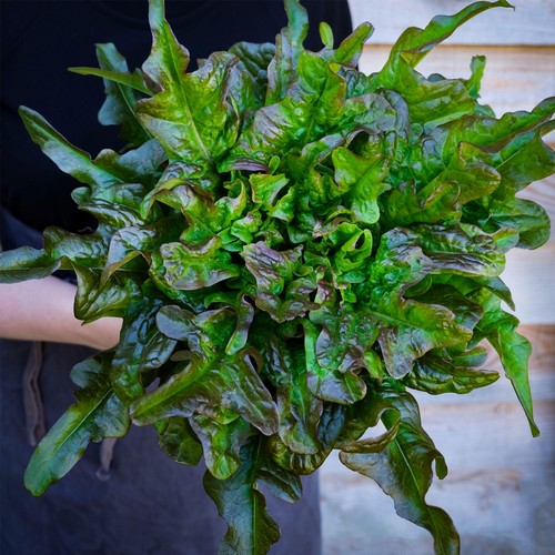 She Grows Veg Lettuce Bronze Beauty Seeds
